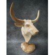 Sculpture, bull head made of Teak wood